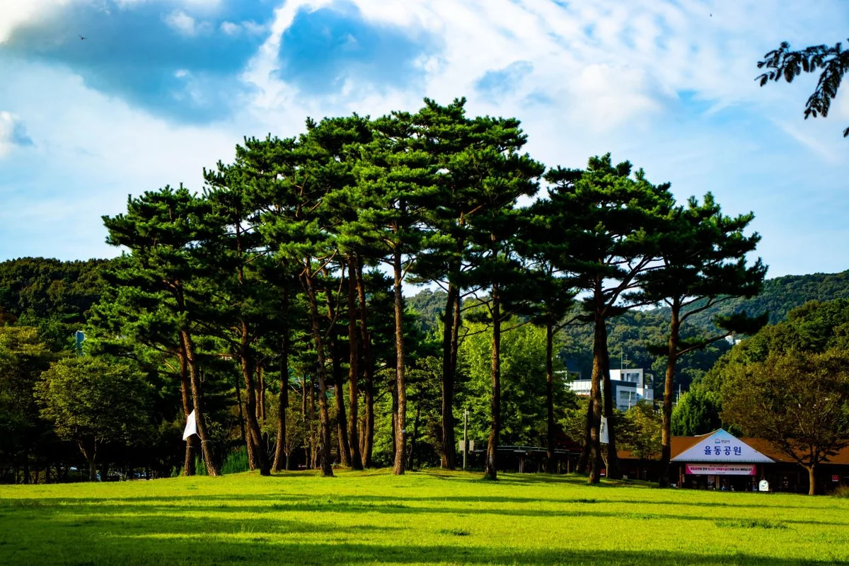 분당중앙공원 - 성남시벚꽃 여행