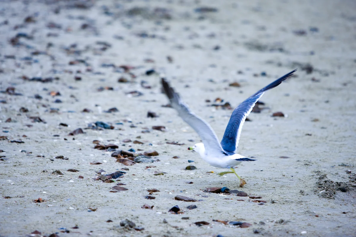 꽃지해수욕장 - 태안여행 여행