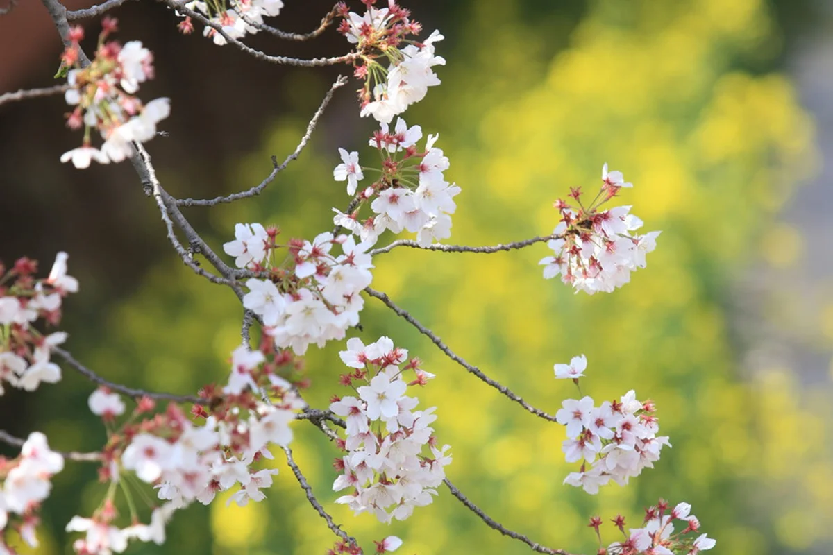 여좌천 - 창원여행 여행